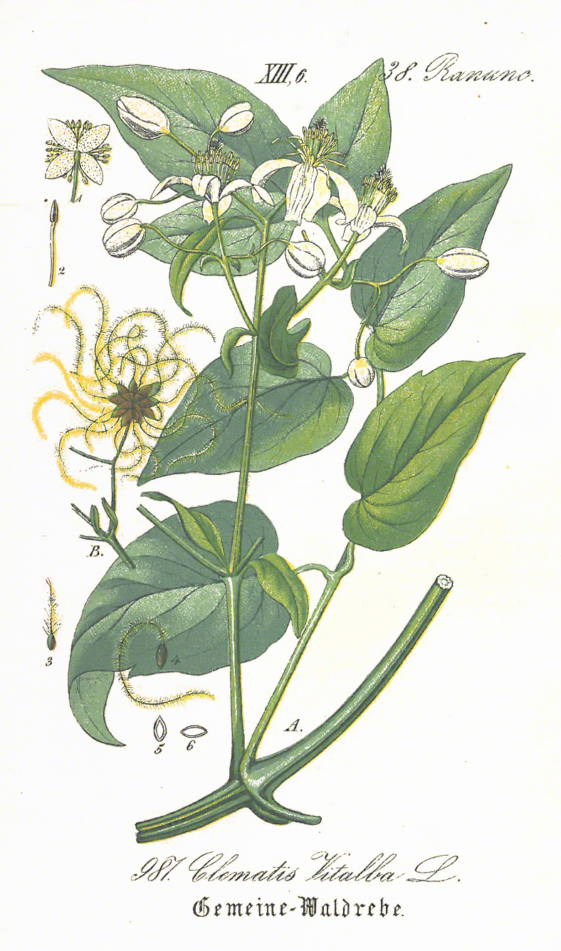 Waldrebe